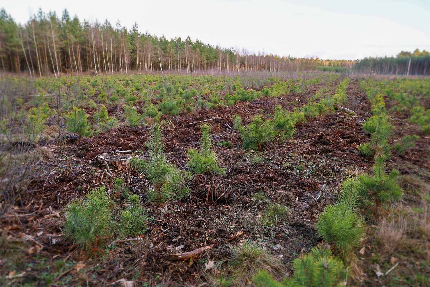 Bild einer Neupflanzungsfläche von Baum-Setzlingen